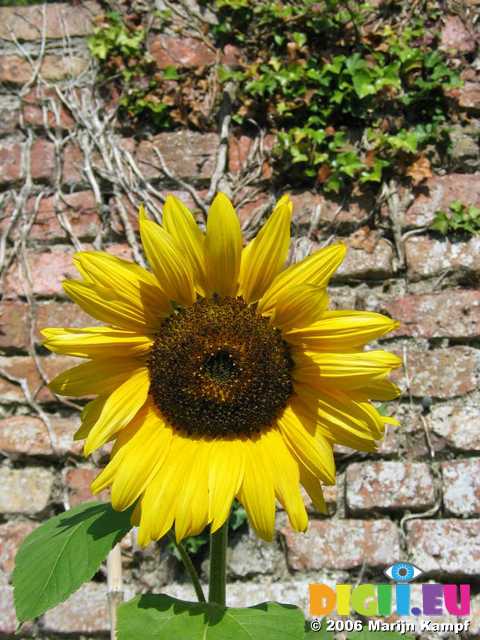 19406 Sunflower at brick wall